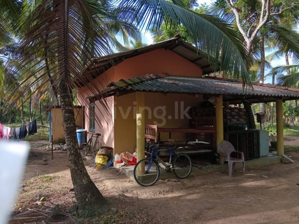 Coconut land for sale Divulapitiya
