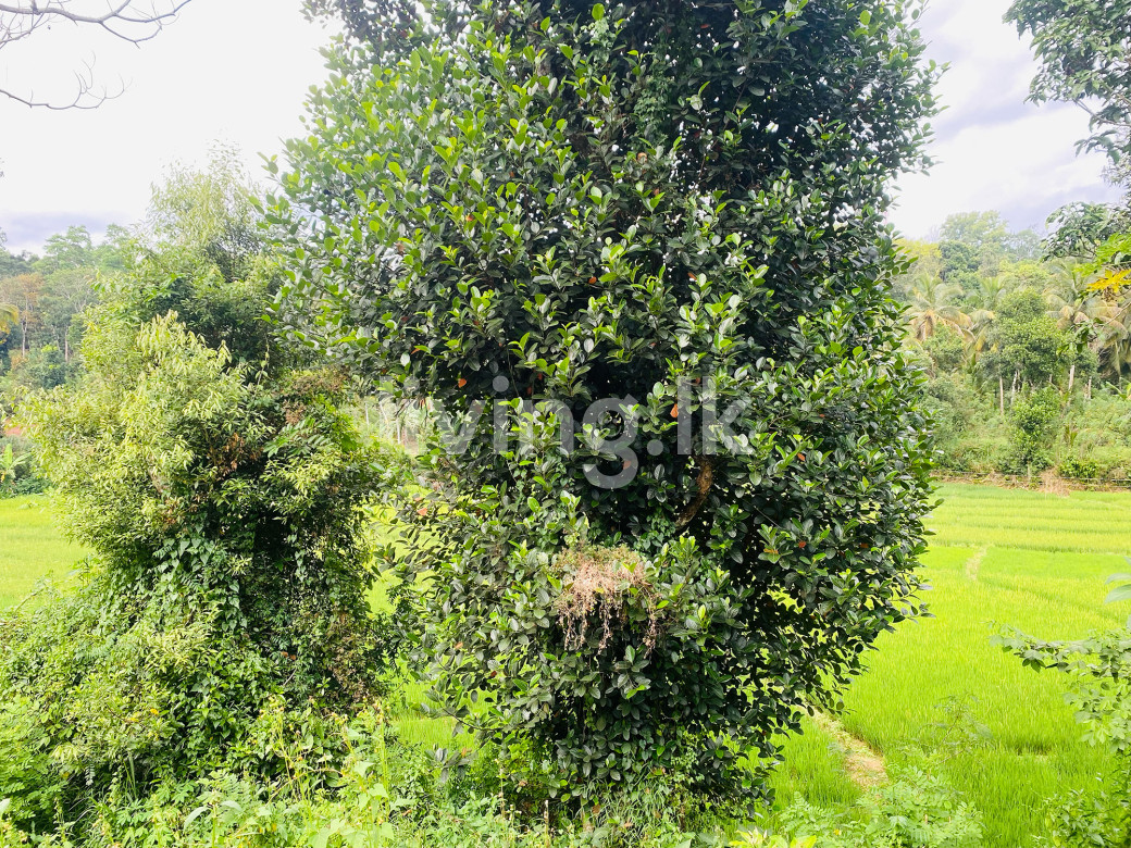 Land for sale Balangoda
