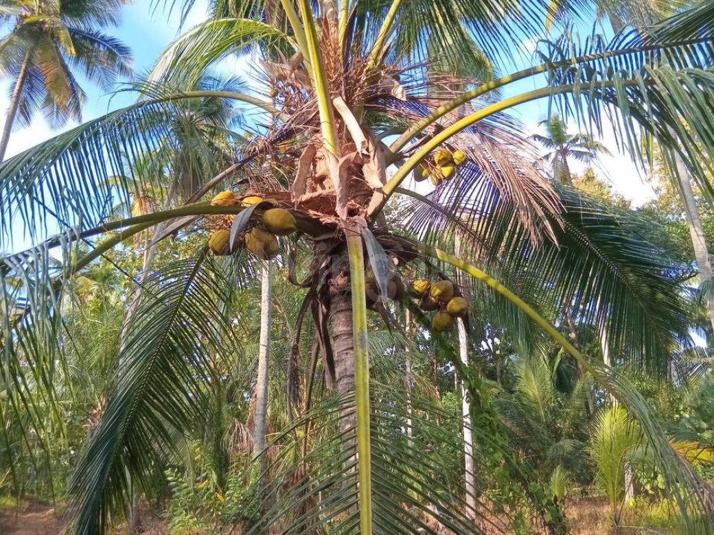 Land for sale gampaha kotadeniyawa