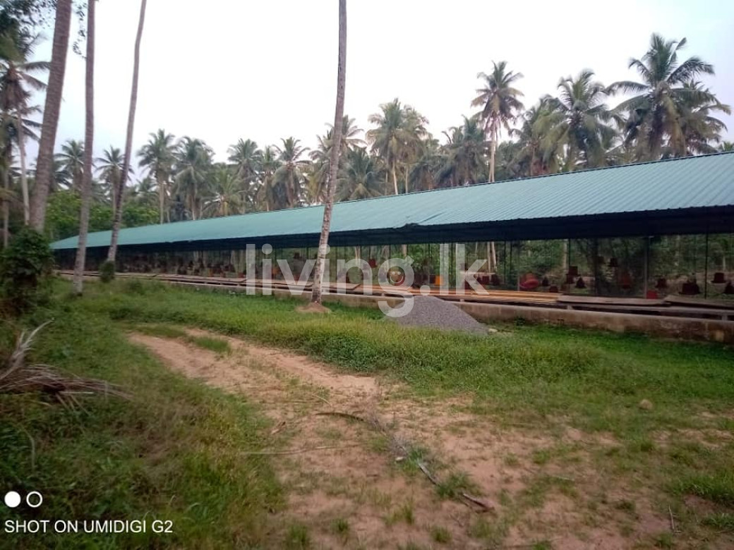 ගම්පහ දිස්ත්රික්කයේ දිවුලපිටිය නගරයට ආසන්නයේ ඉඩමක්