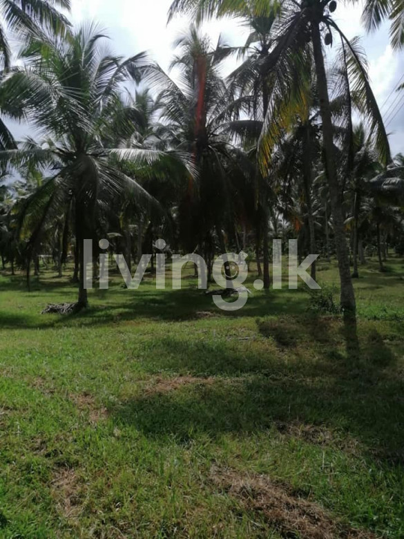 Gampaha Badalgama Agriculture Land for Sale