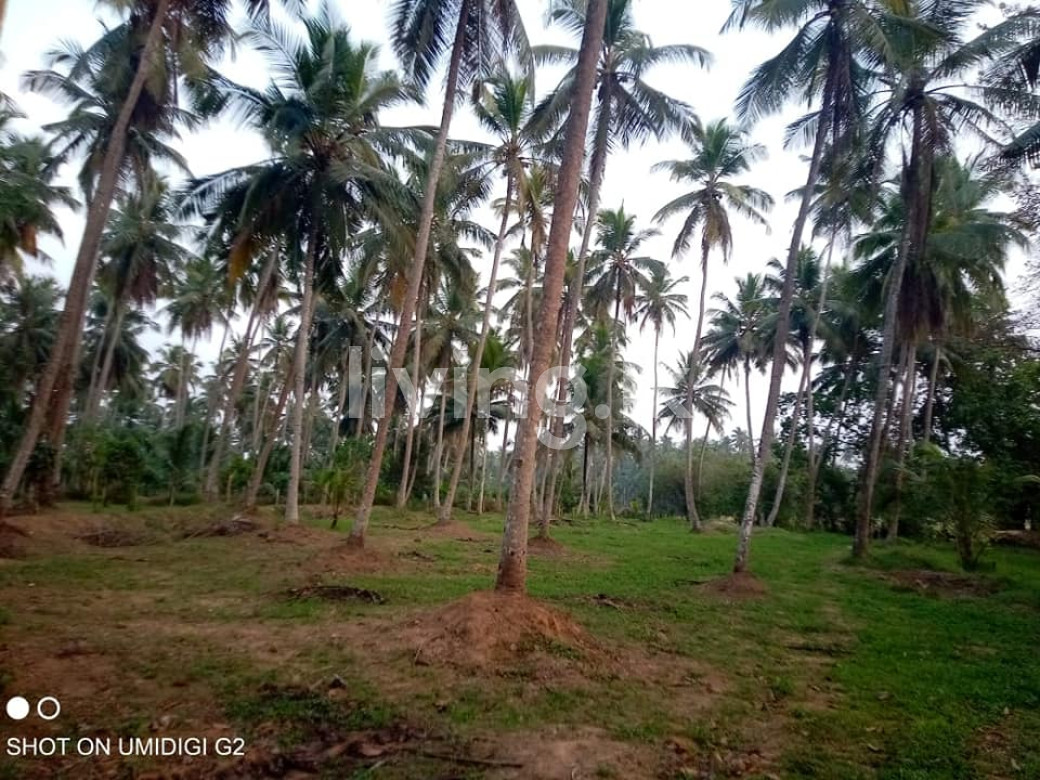 ගම්පහ දිස්ත්රික්කයේ දිවුලපිටිය නගරයට ආසන්නයේ ඉඩමක්