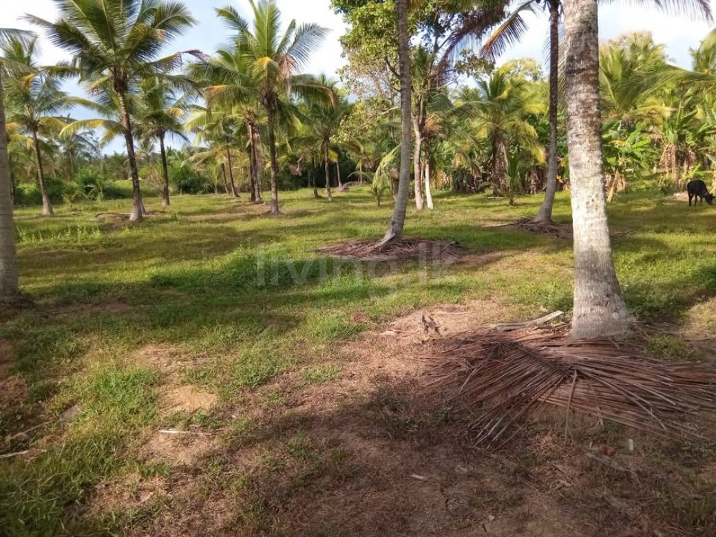 Coconut land for sale Divulapitiya