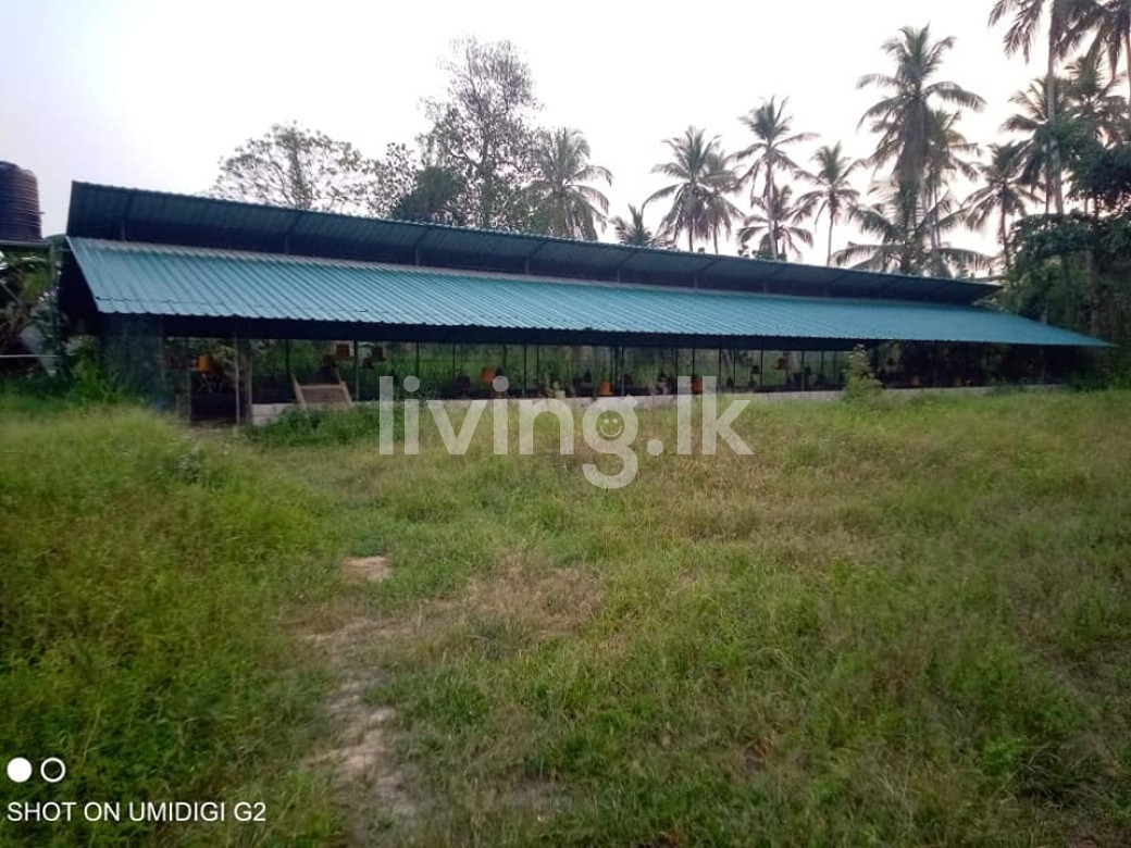 ගම්පහ දිස්ත්රික්කයේ දිවුලපිටිය නගරයට ආසන්නයේ ඉඩමක්