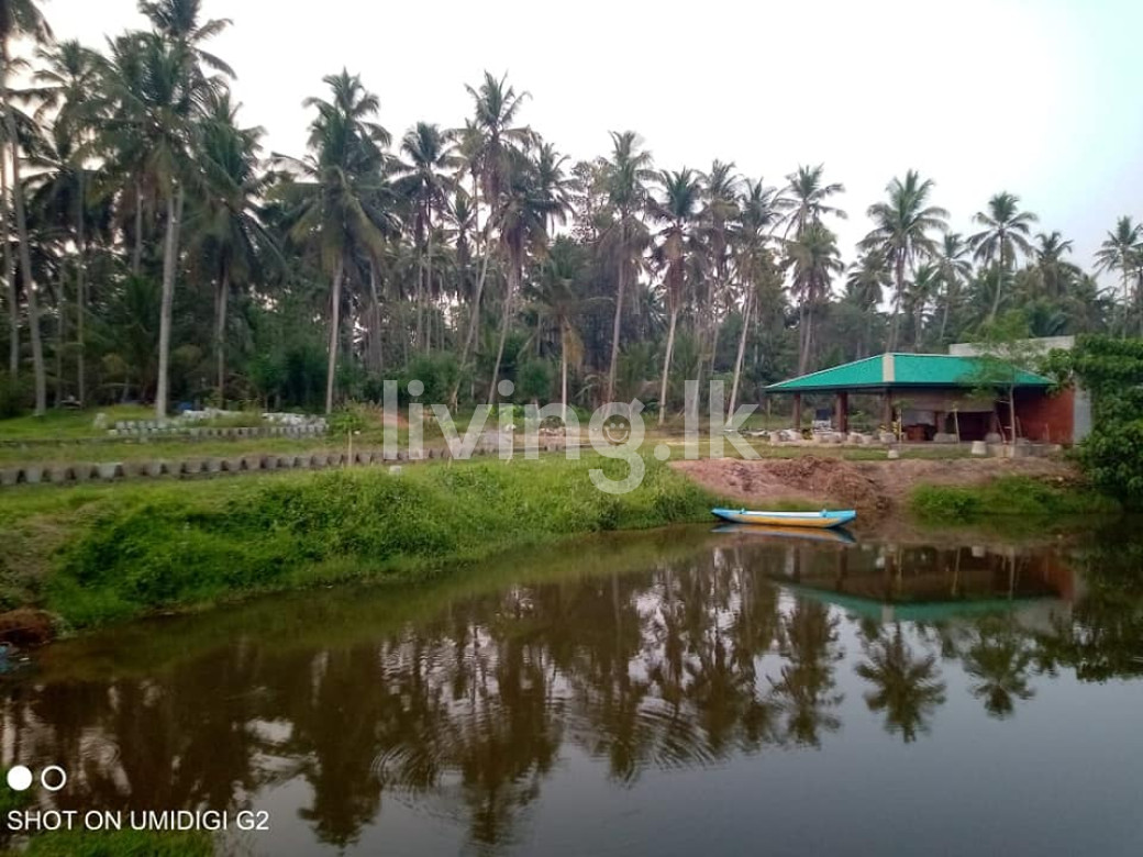 ගම්පහ දිස්ත්රික්කයේ දිවුලපිටිය නගරයට ආසන්නයේ ඉඩමක්