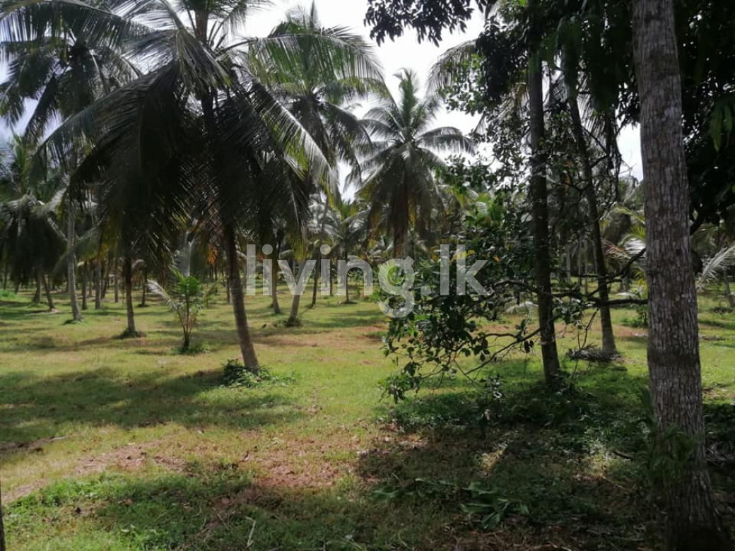 Gampaha Badalgama Agriculture Land for Sale