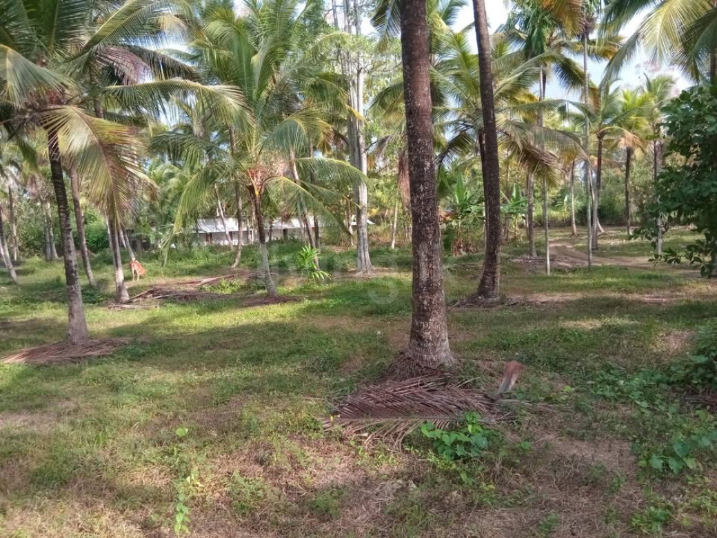 Coconut land for sale Divulapitiya