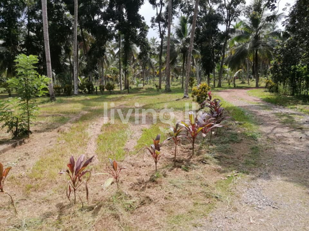 Gampaha Badalgama Agriculture Land for Sale
