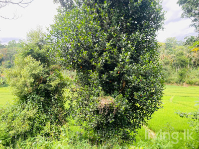 Land for sale Balangoda