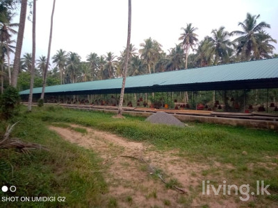 ගම්පහ දිස්ත්රික්කයේ දිවුලපිටිය නගරයට ආසන්නයේ ඉඩමක්