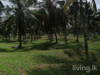 Gampaha Badalgama Agriculture Land for Sale