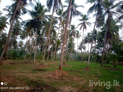 ගම්පහ දිස්ත්රික්කයේ දිවුලපිටිය නගරයට ආසන්නයේ ඉඩමක්
