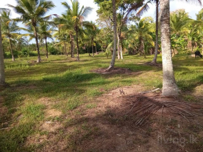Coconut land for sale Divulapitiya