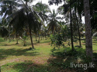 Gampaha Badalgama Agriculture Land for Sale