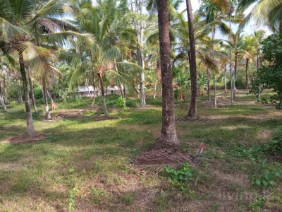 Coconut land for sale Divulapitiya