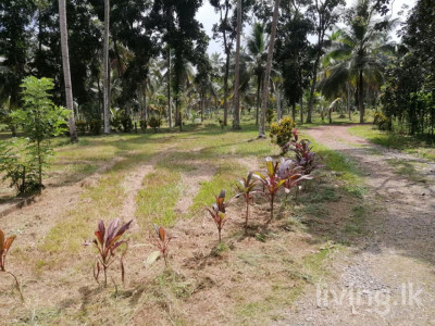 Gampaha Badalgama Agriculture Land for Sale