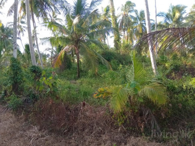 Land for sale gampaha kotadeniyawa