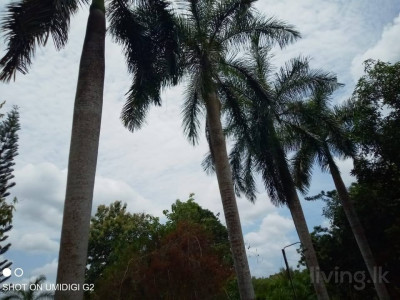 තෙමහල් ගොඩනැගිල්ල ඉක්මනින් විකිණීමට