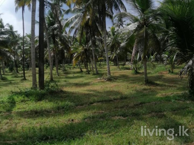 Gampaha Badalgama Agriculture Land for Sale
