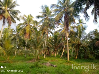Agriculture land for sale Kotadeniyawa